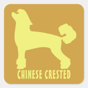 Chinese Crested Square Sticker