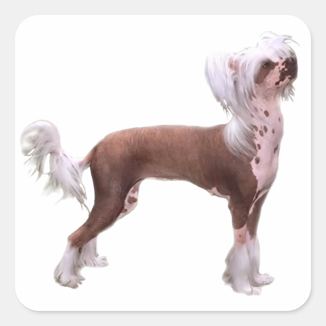 Chinese Crested Square Sticker (Front)
