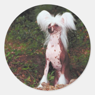 Chinese Crested Stickers