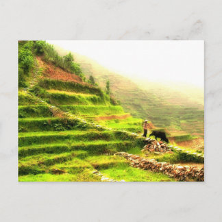 Chinese Farmer Postcard