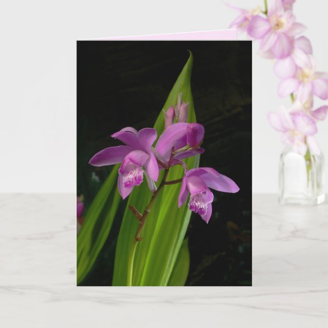 Chinese Ground Orchids Card (Orchid)