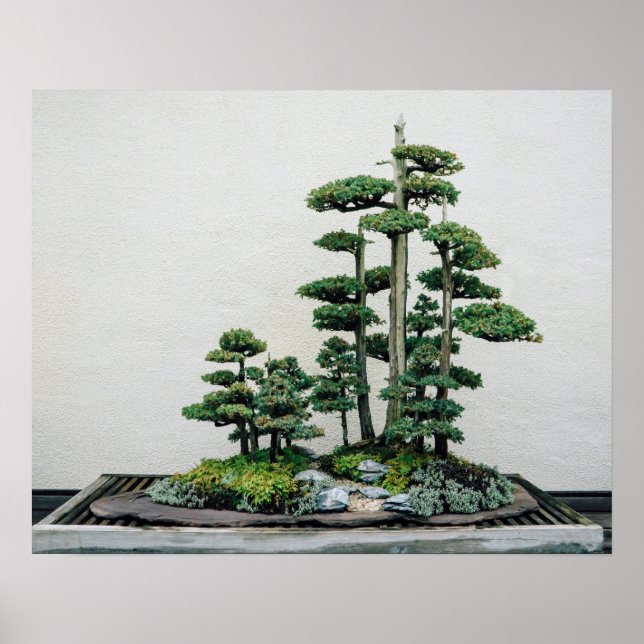 Chinese Juniper Bonsai Forest Poster (Front)
