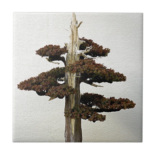 Chinese Juniper Bonsai Tree Ceramic Tile (Front)