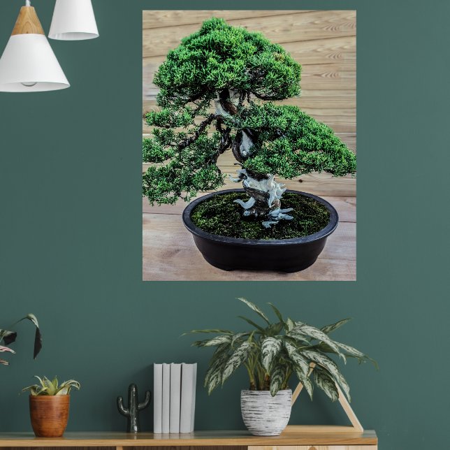 Chinese Juniper Bonsai Tree Poster (Living Room 1)