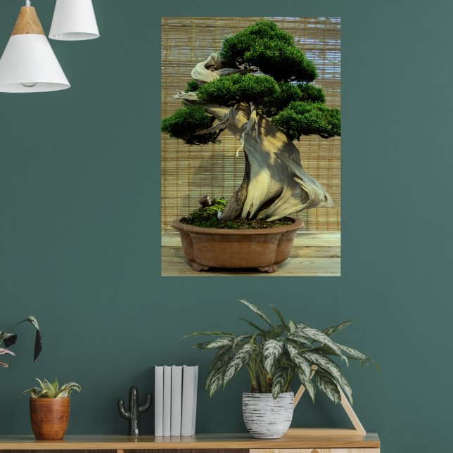 Chinese Juniper Bonsai Tree Poster (Living Room 1)