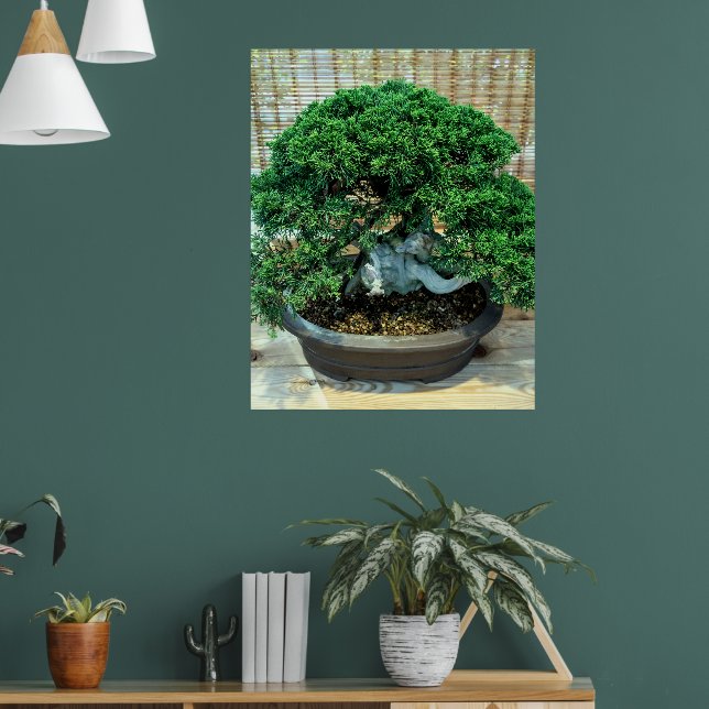 Chinese Juniper Bonsai Tree Poster (Living Room 1)