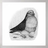 Chinese Owl Pigeon Ink Drawing