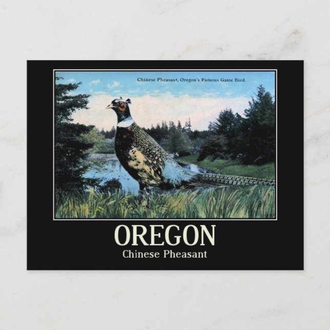 Chinese Pheasant, Oregon's Game Bird Postcard (Front)