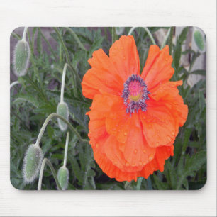 Chinese Poppy.... Mouse Pad