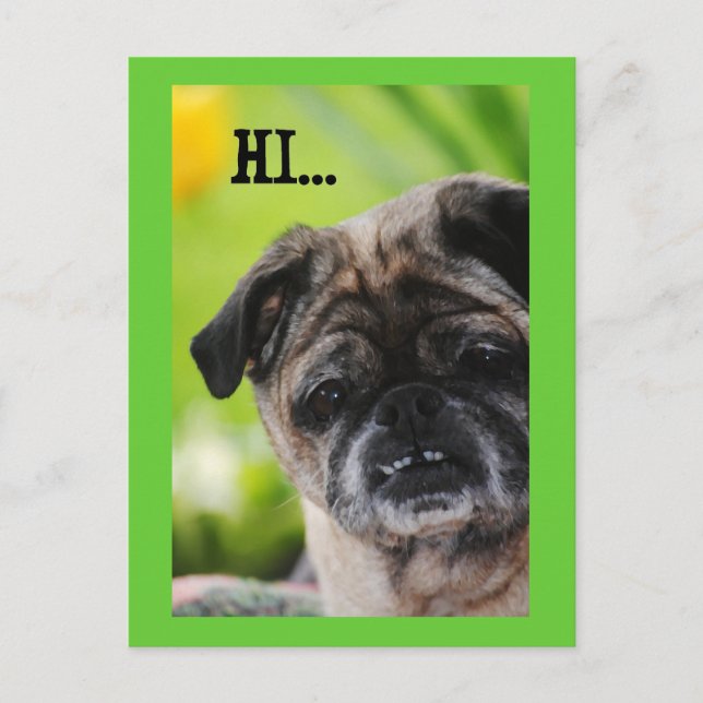 Chinese Pug Dog Hi Postcard (Front)