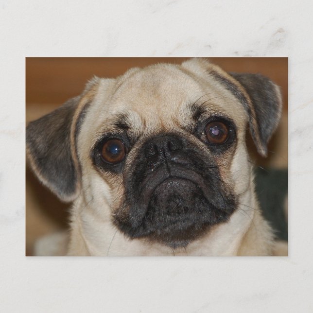 Chinese Pug Postcard (Front)
