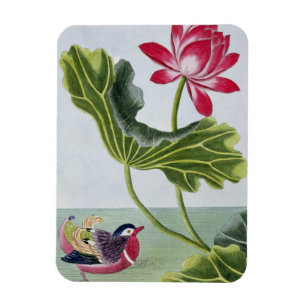 Chinese Red Water Lily, Volume I, plate 82, from ' Magnet