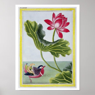 Chinese Red Water Lily, Volume I, plate 82, from ' Poster