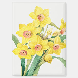 Chinese Sacred Lily, Pierre-Joseph Redouté,  Magnet