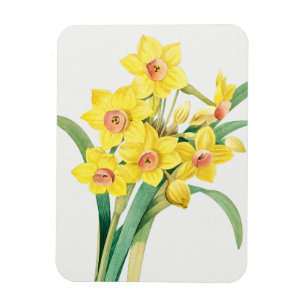 Chinese Sacred Lily, Pierre-Joseph Redouté,  Magnet