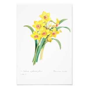Chinese Sacred Lily, Pierre-Joseph Redouté,  Photo Print