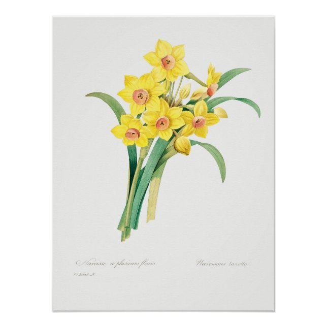 Chinese Sacred Lily, Pierre-Joseph Redouté,  Poster (Front)