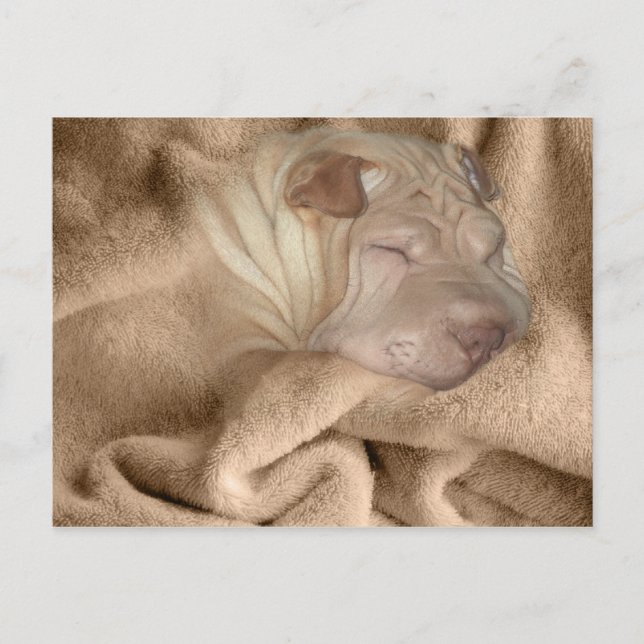 Chinese Shar Pei Camouflage, Wrinkle Hiding Spot Postcard (Front)