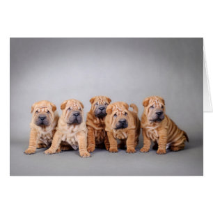 Chinese Shar pei puppies