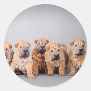 Chinese Shar pei puppies Classic Round Sticker