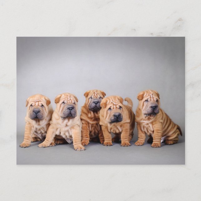 Chinese Shar pei puppies Postcard (Front)