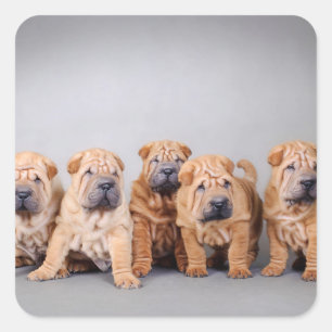 Chinese Shar pei puppies Square Sticker