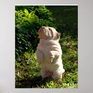 Chinese Shar-pei Puppy Poster