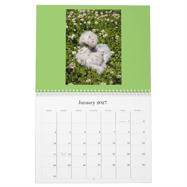 Chinese Silkie & Showgirl Calendar (Jan 2027)