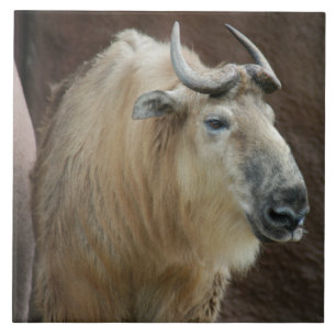 chinese-takin-5 ceramic tile