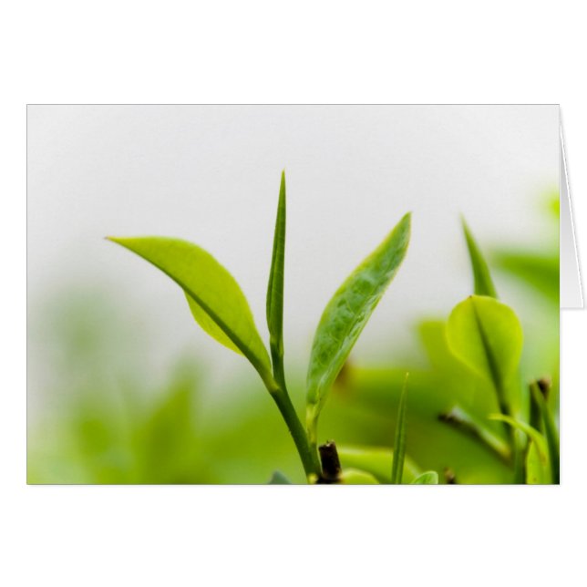 Chinese Tea Tree, "Bud and Two Leaves" (Shoot) (Front Horizontal)