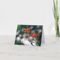 Chinese Tiger Lily Flowers Add Your Greeting Blank