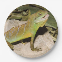 Chinese water dragon for lizard lovers