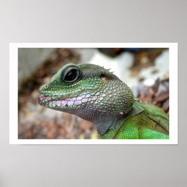 Chinese water dragon poster (Front)