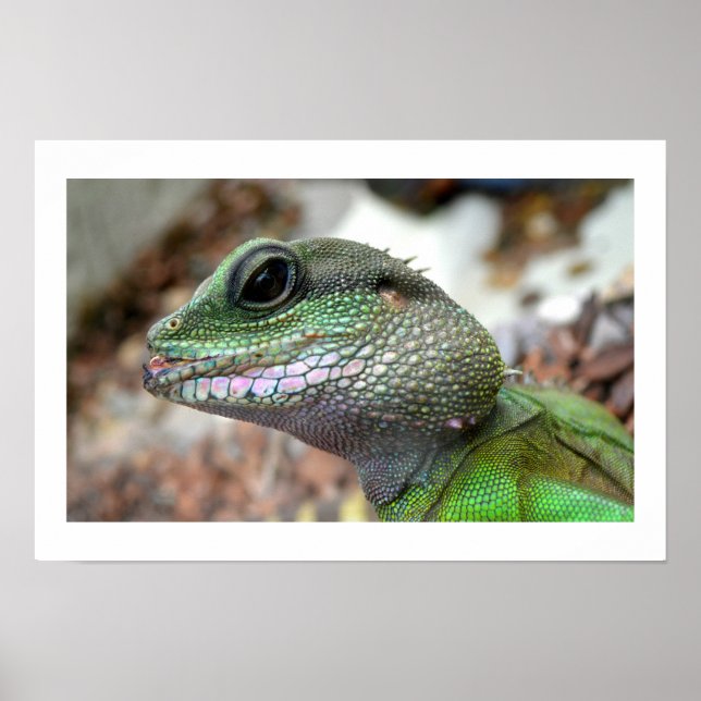 Chinese water dragon poster (Front)