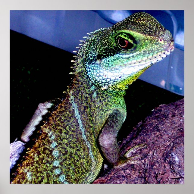 Chinese Water Dragon Poster (Front)