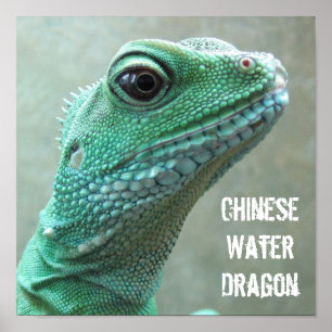 Chinese Water Dragon Poster