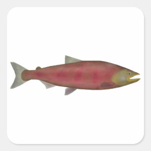 Chinook Salmon - Spawn Phase Square Sticker