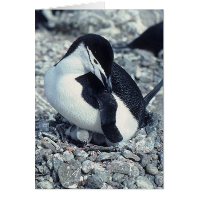 Chinstrap Penguin (Front)