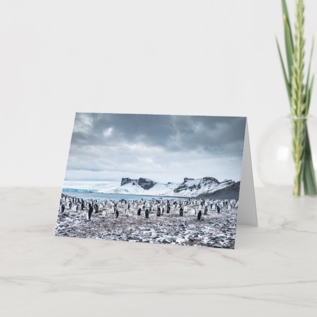 Chinstrap Penguin Colony Landscape Card (Front)
