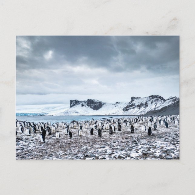 Chinstrap Penguin Colony Landscape Postcard (Front)