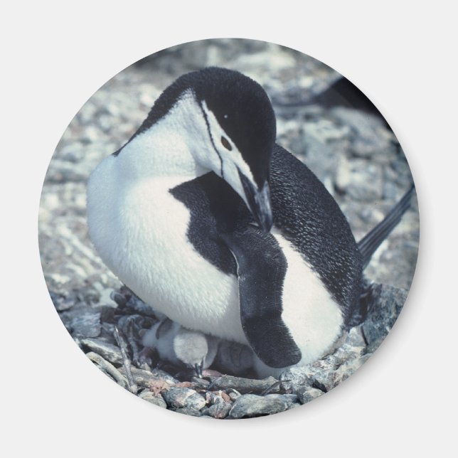Chinstrap Penguin Magnet (Front)