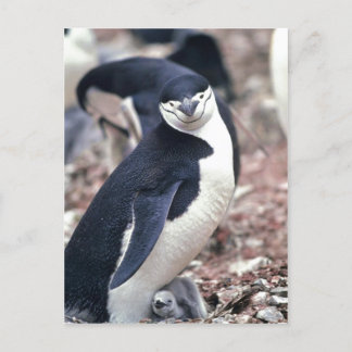 Chinstrap Penguin, Manchot ? jugulaire ( Pygosceli Postcard