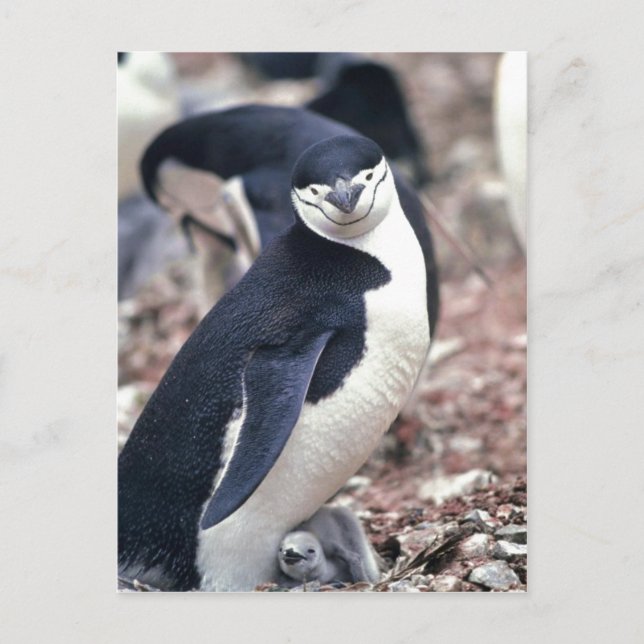 Chinstrap Penguin, Manchot ? jugulaire ( Pygosceli Postcard (Front)