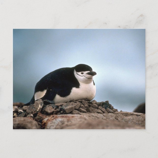 Chinstrap Penguin On Nest Postcard (Front)