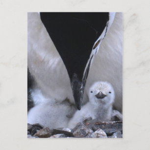 Chinstrap Penguin Parent and Chick Postcard