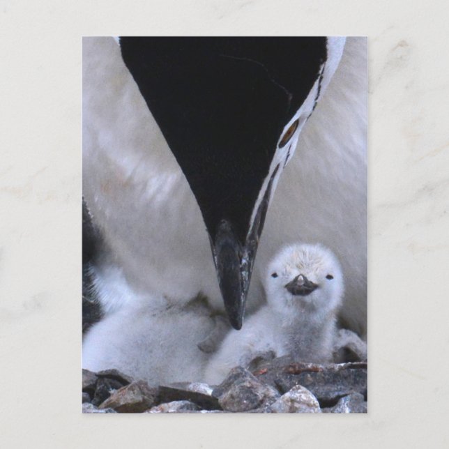 Chinstrap Penguin Parent and Chick Postcard (Front)