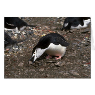 Chinstrap Penguin Picking Up Stone For Nest Offeri