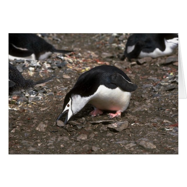 Chinstrap Penguin Picking Up Stone For Nest Offeri (Front Horizontal)