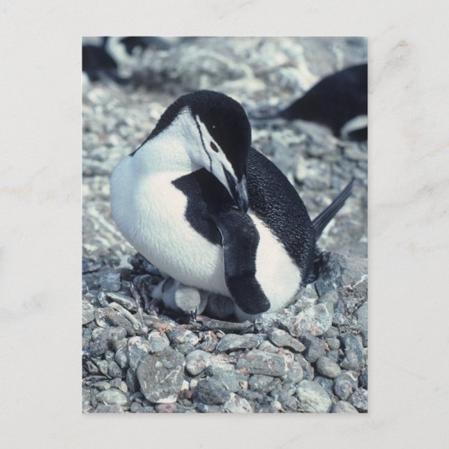 Chinstrap Penguin Postcard (Front)