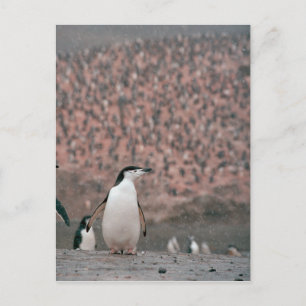 Chinstrap Penguin Postcard